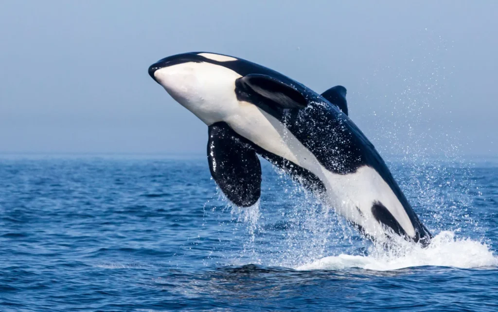 Avistamiento-de-Cetáceos